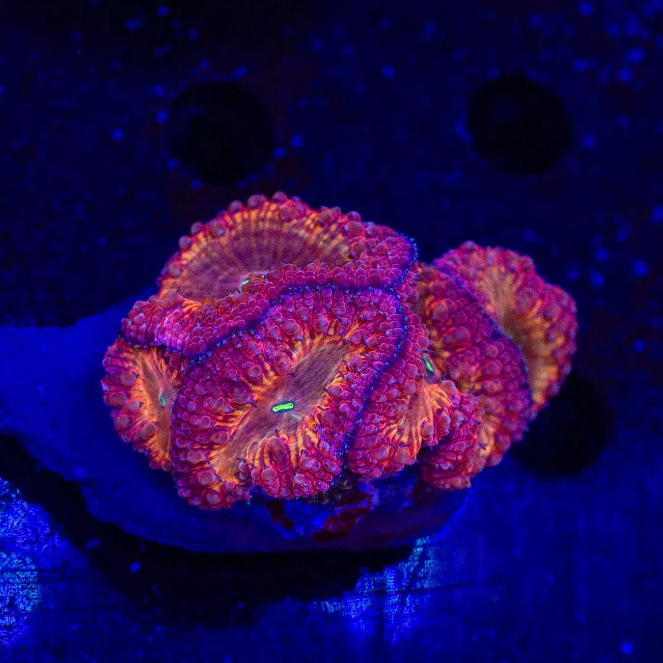 Solar Flare Blastomussa