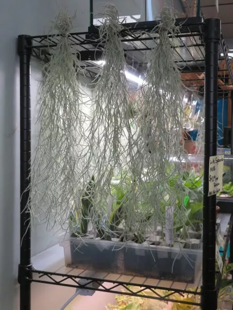 Spanish Moss (Air Plant)