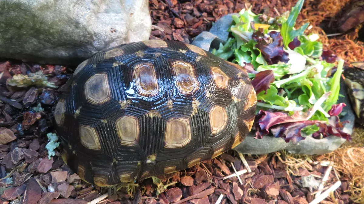 Speke's Hingeback Tortoise