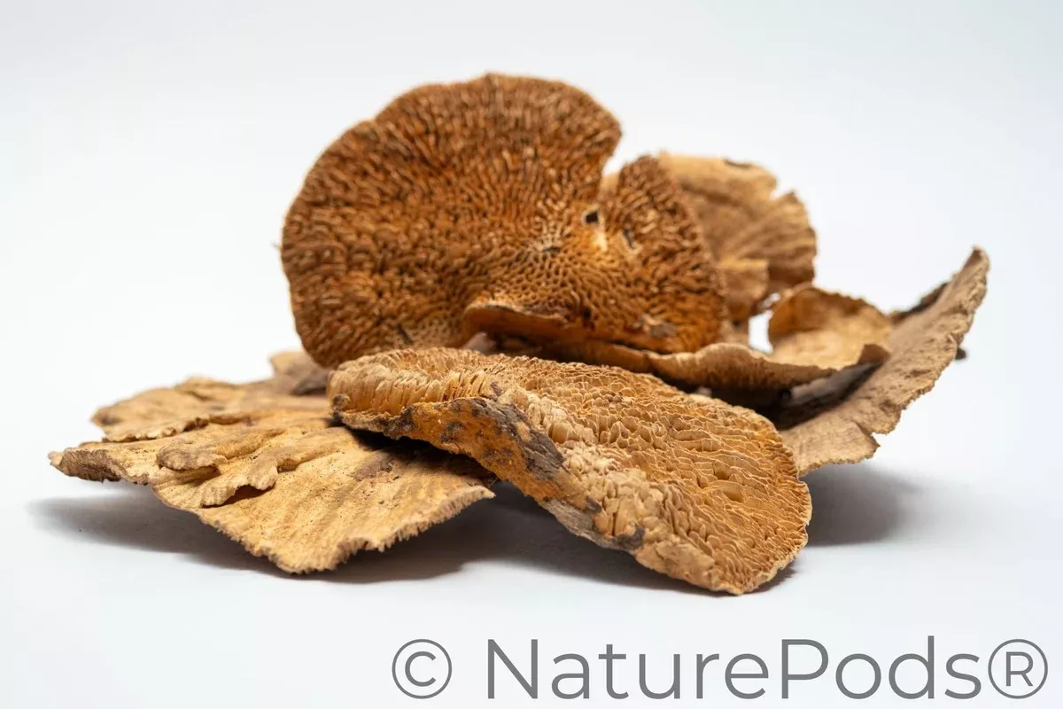 Sponge Mushroom Caps