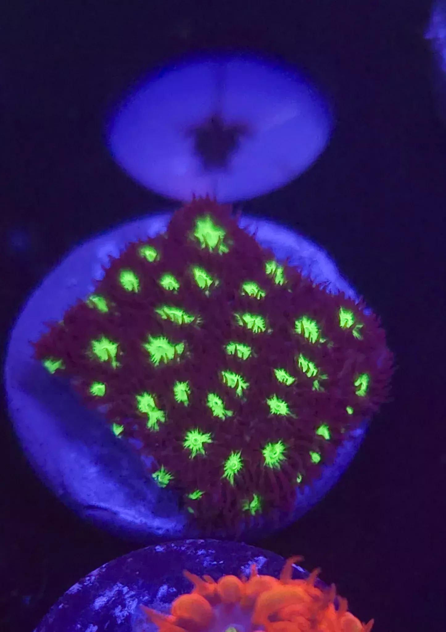 Spooky Leptastrea