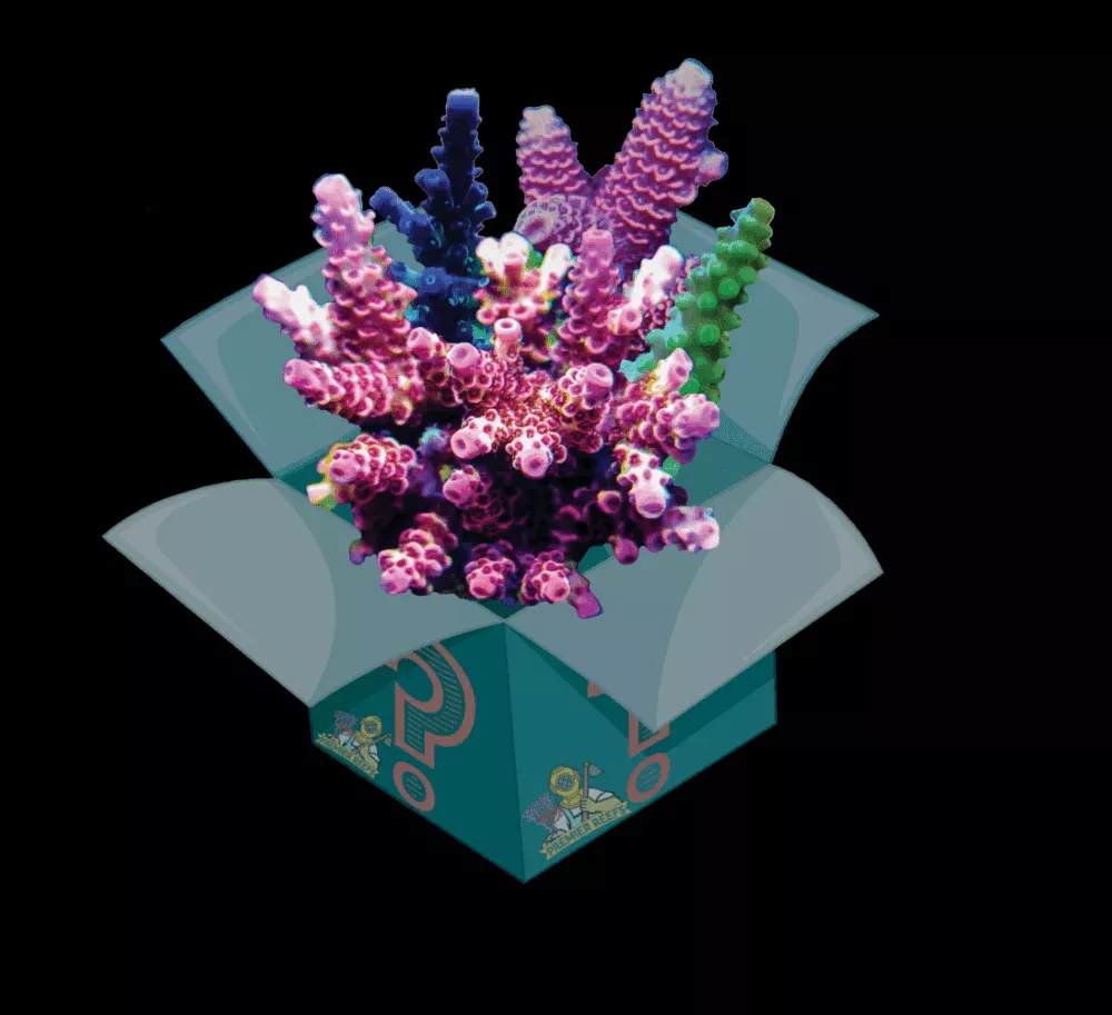 SPS Frag Pack
