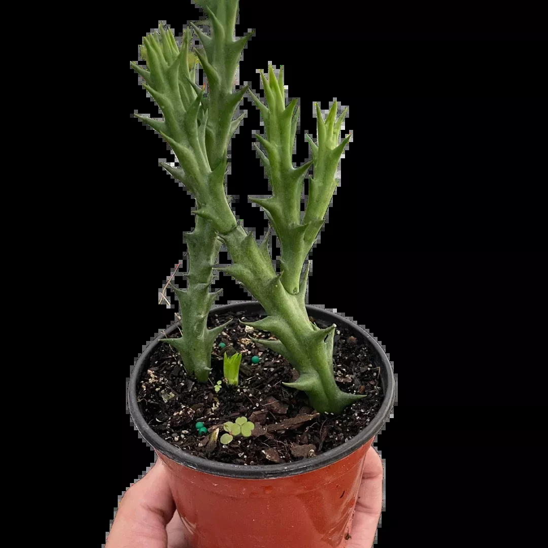Starfish Cactus (Stapelia orbea variegata)