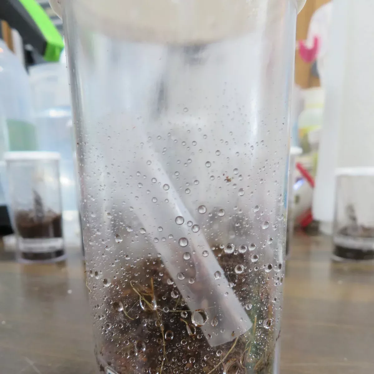 Steindachner's Ebony Tarantula