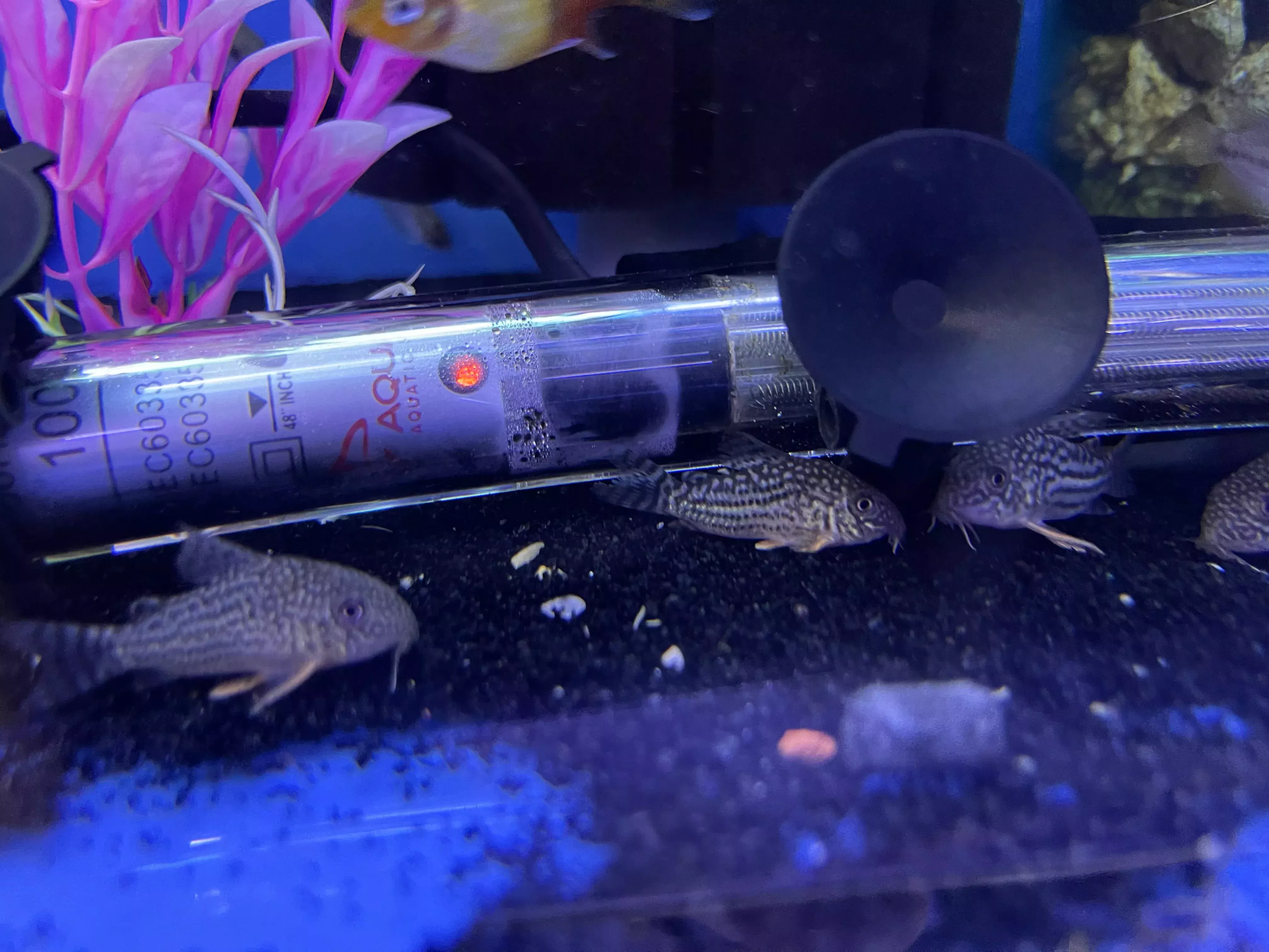 Sterbai Cory (Corydoras sterbai)