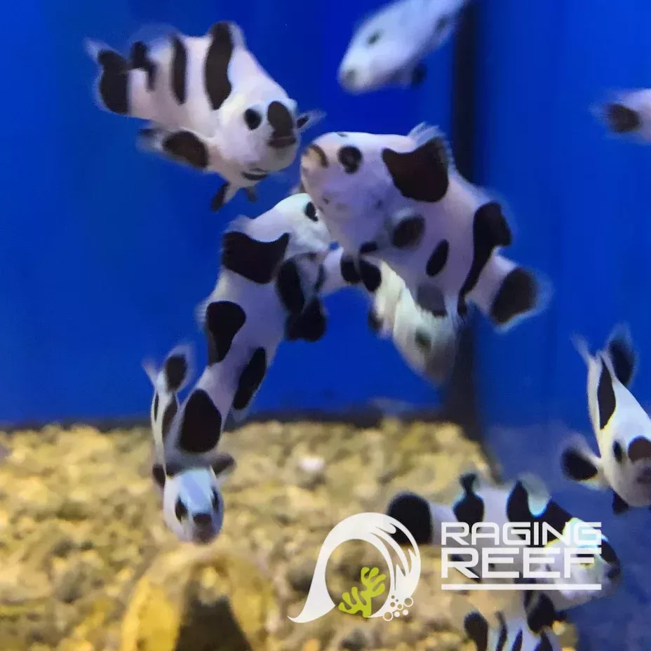 StormTrooper Black ocellaris clown