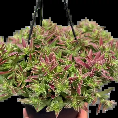 Succulent Crassula Capitella Red