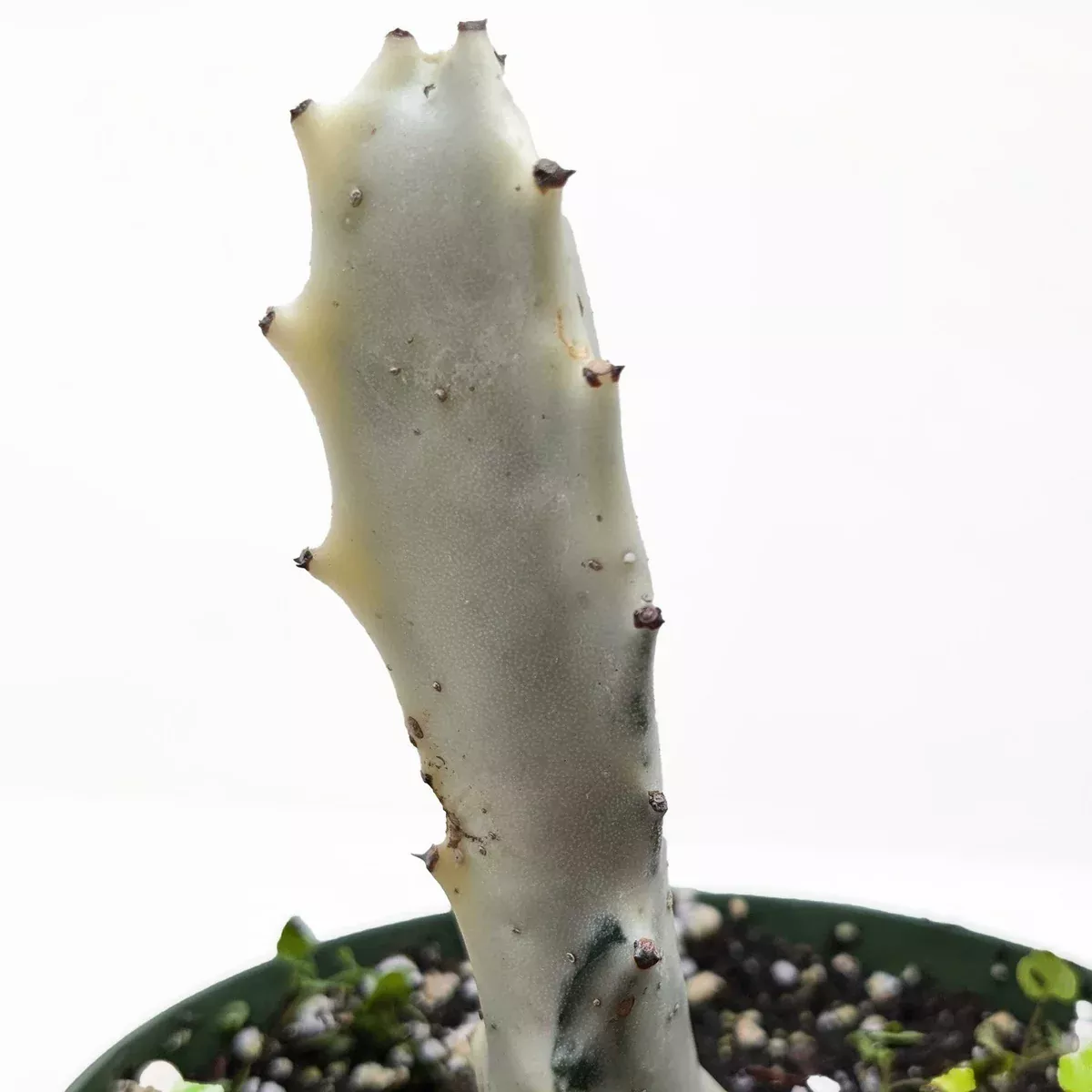 Succulent Euphorbia 'Dragon Bone'