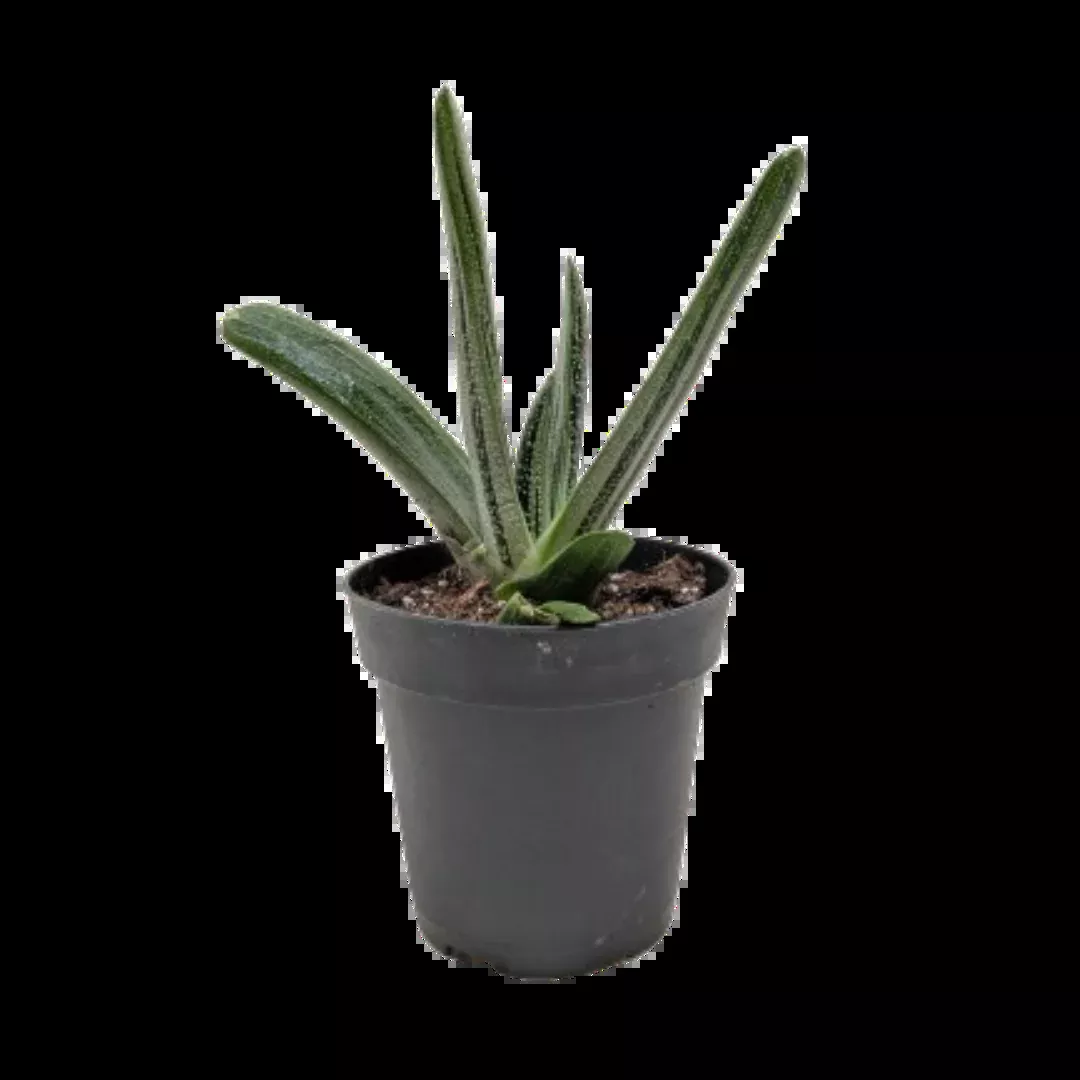 Succulent Gasteria Little Warty