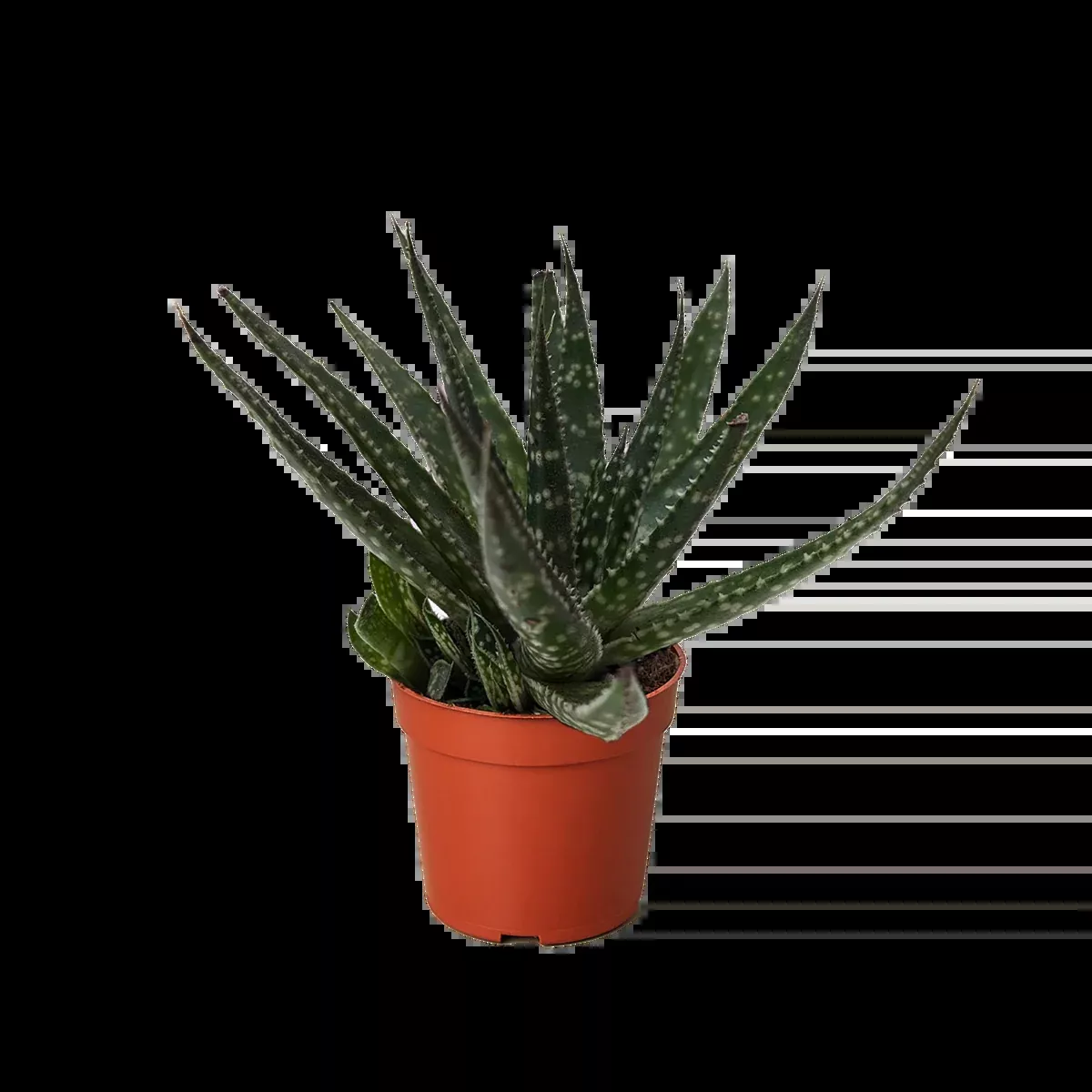 Succulent Haworthia Limifolia