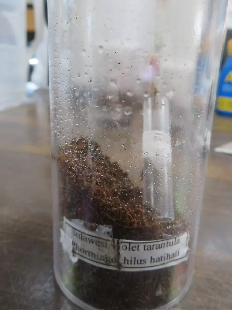 Sulawesi Violet Tarantula