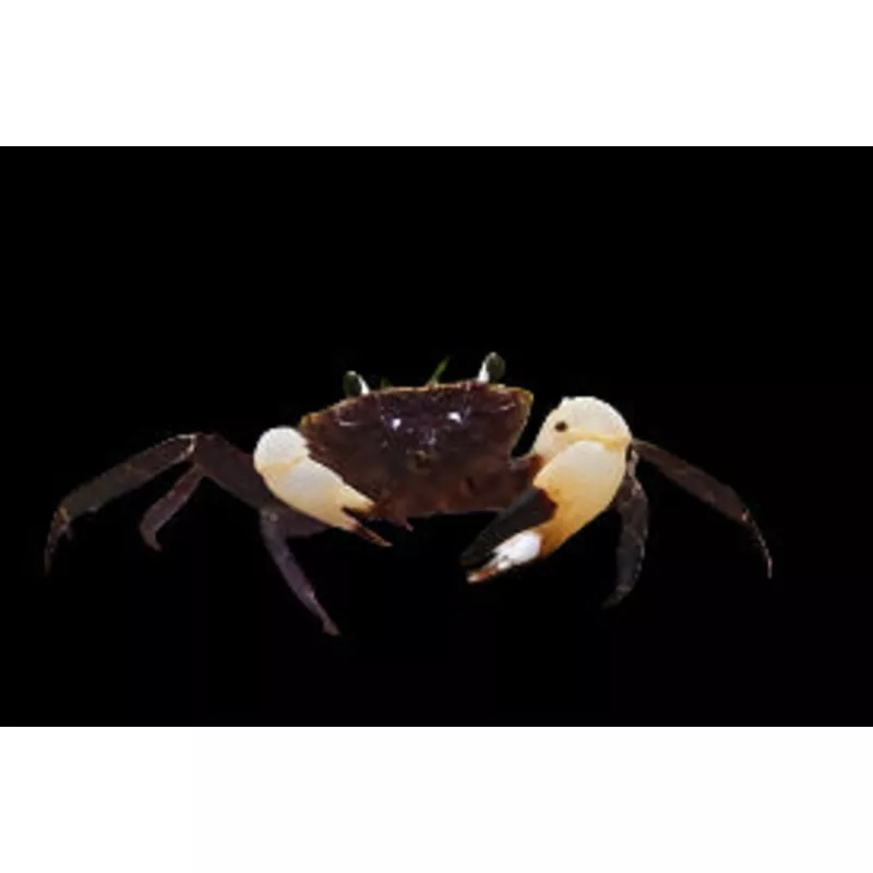 Sulawesi White-Clawed Crab