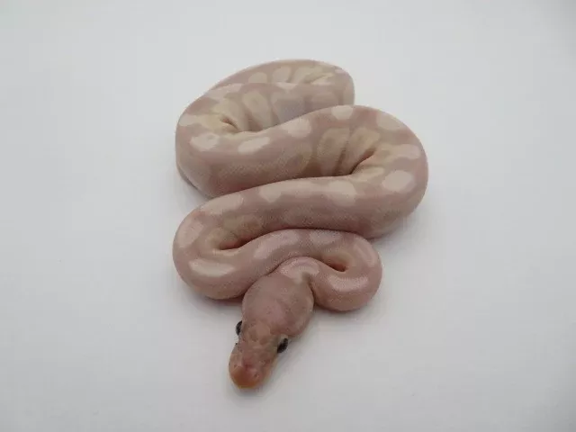 Super Banana Ball Python Female D1