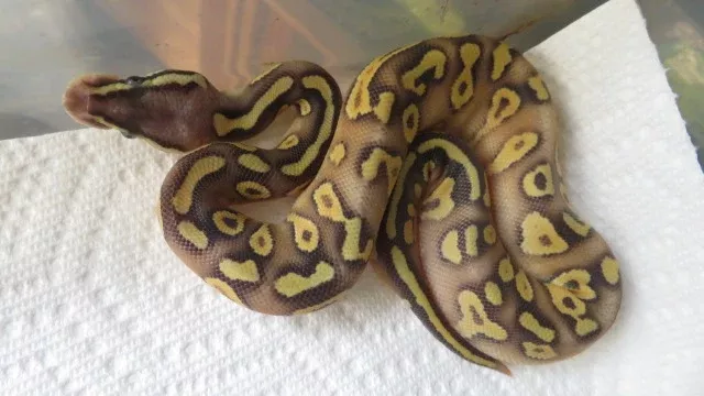 Super Pastel Mojave Yellow Belly or Spark Ball Python D8