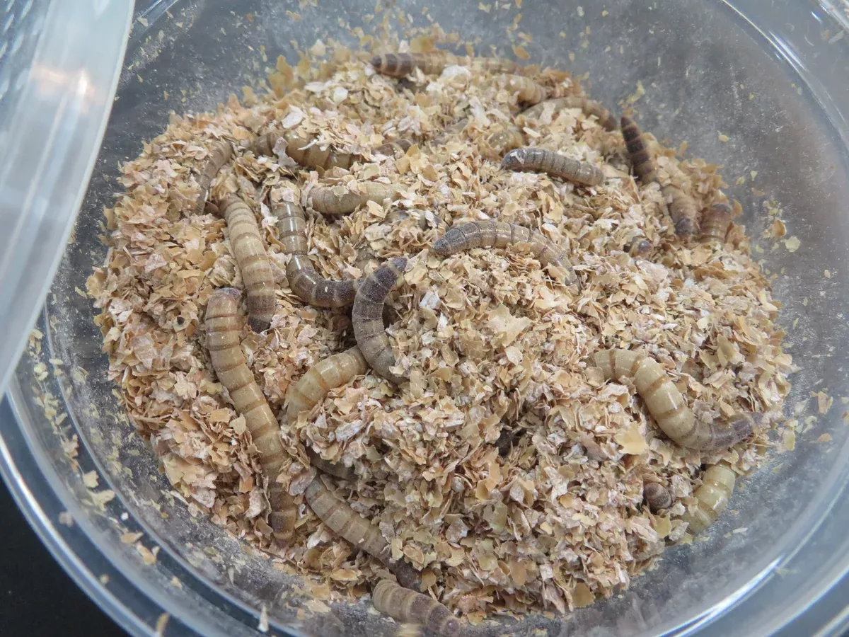 Super Worms 100 Count container