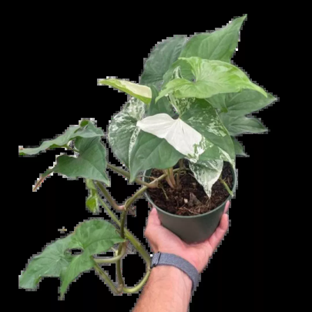 Syngonium 'Albo'