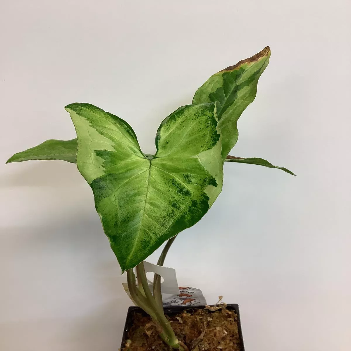 Syngonium 'Three Kings'