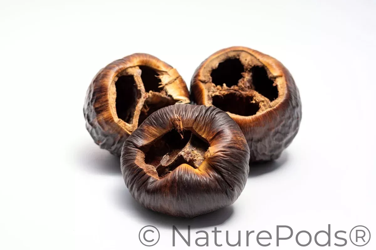 Talami Pod