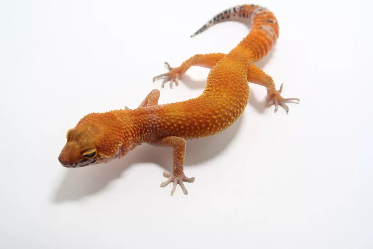 Tangerine