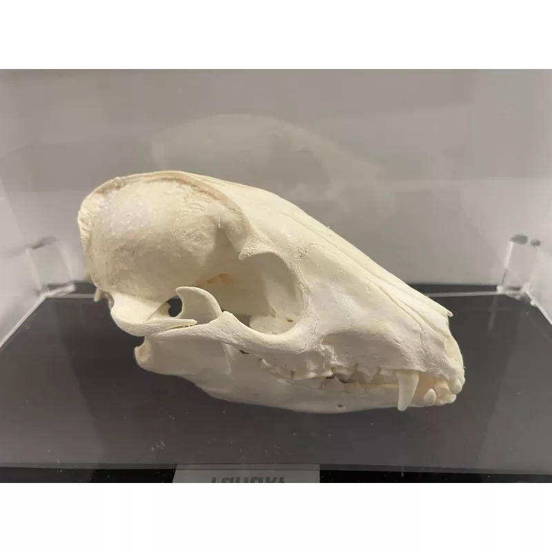 Tanuki Skull