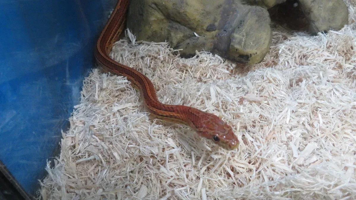 Tessera Corn Snake Rehome