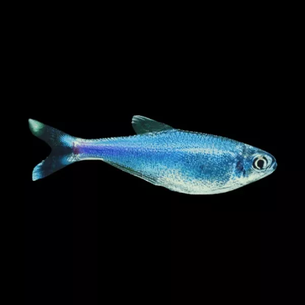 Tetra Peruvian Blue