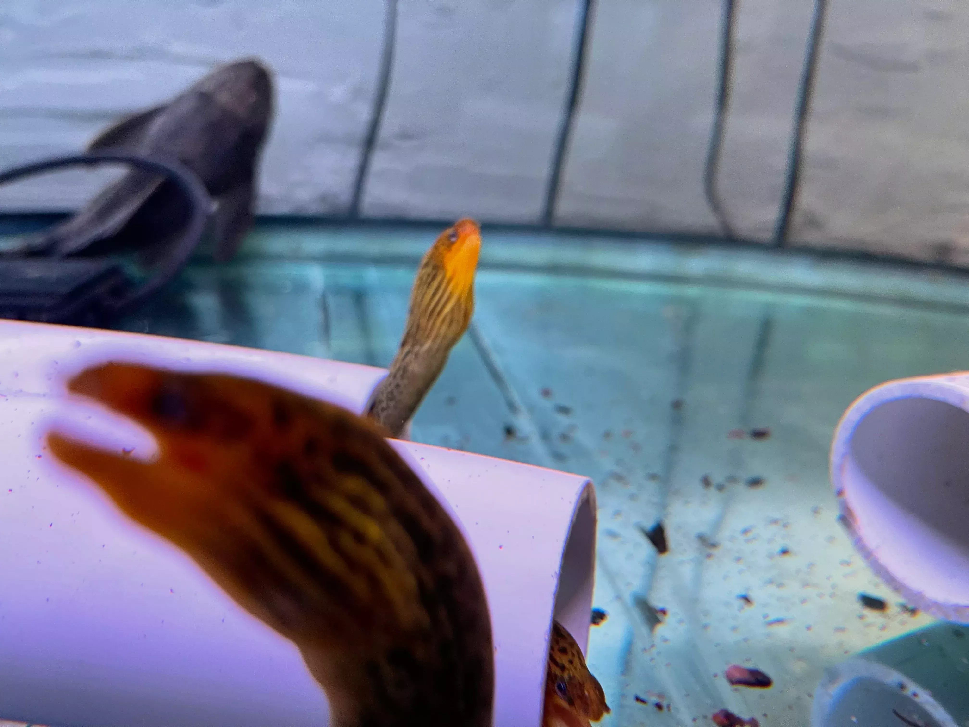 Tiger Moray Eel (Gymnothorax Polyuranodon)