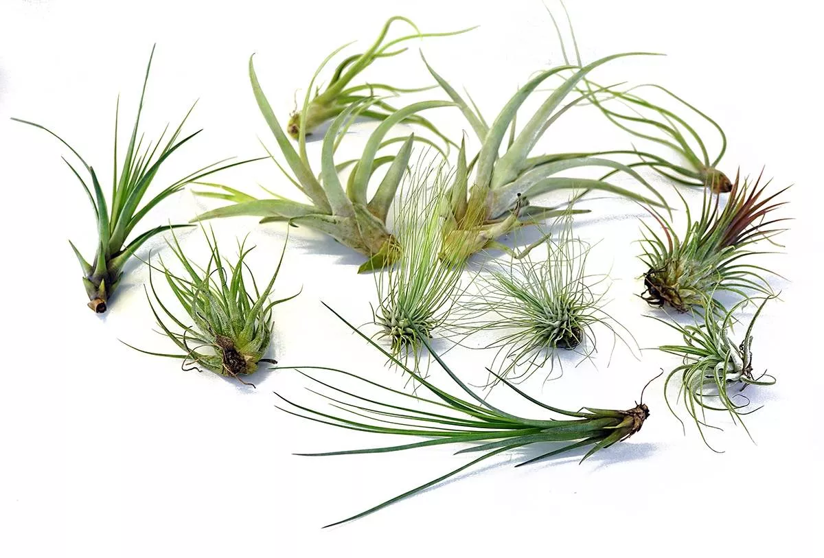 Tillandsia (Air Plant)