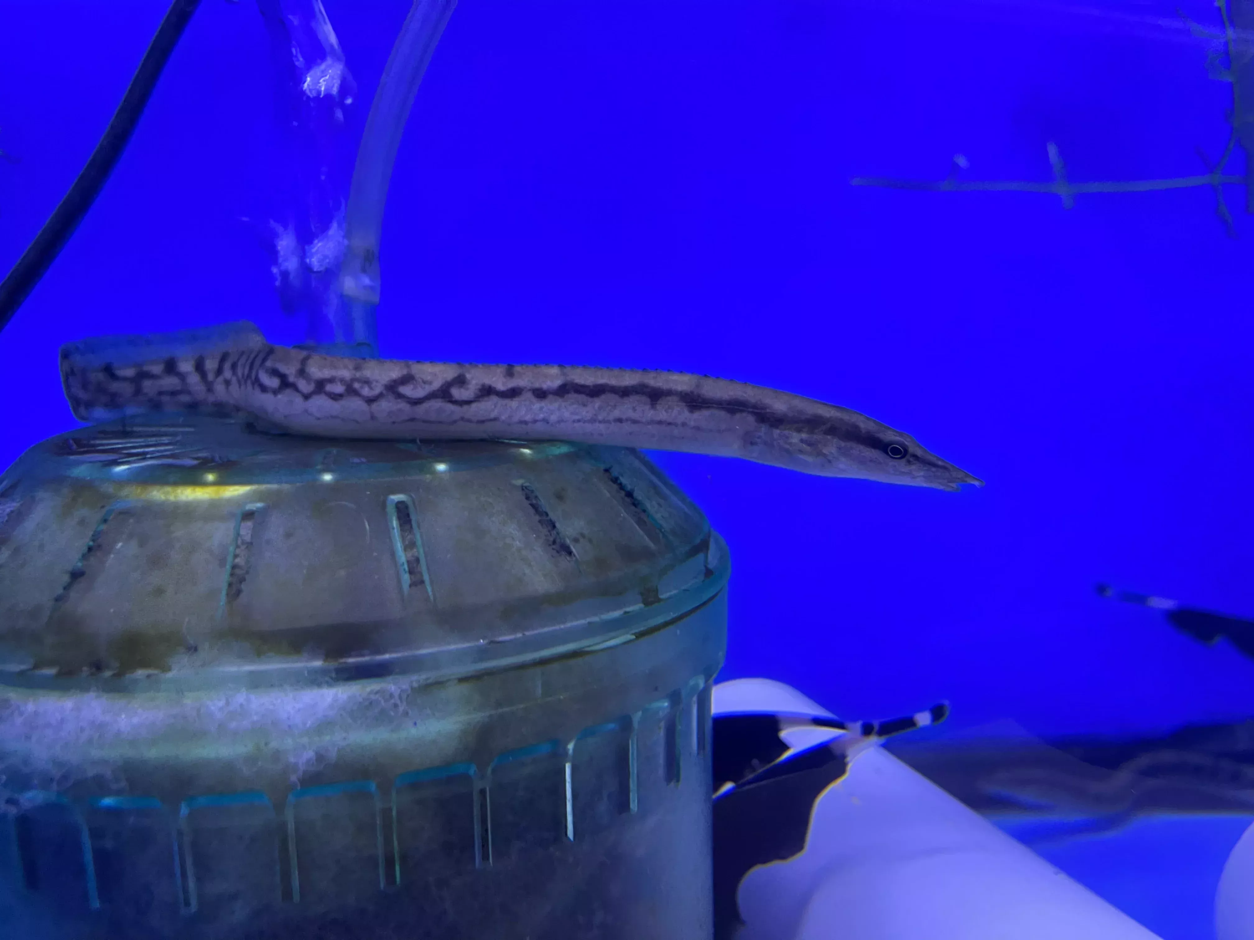 Tire Track Eel (Mastacembelus armatus)