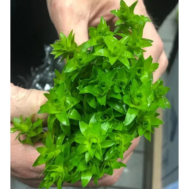 Tonina fluviatilis – Potted
