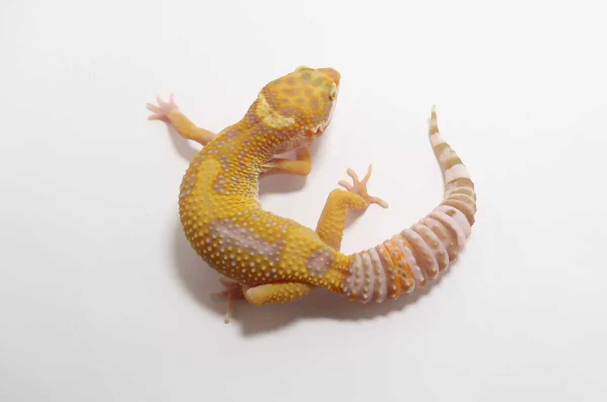 Tremper Albino