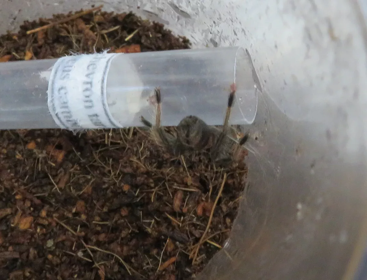 Trinidad Chevron Tarantula