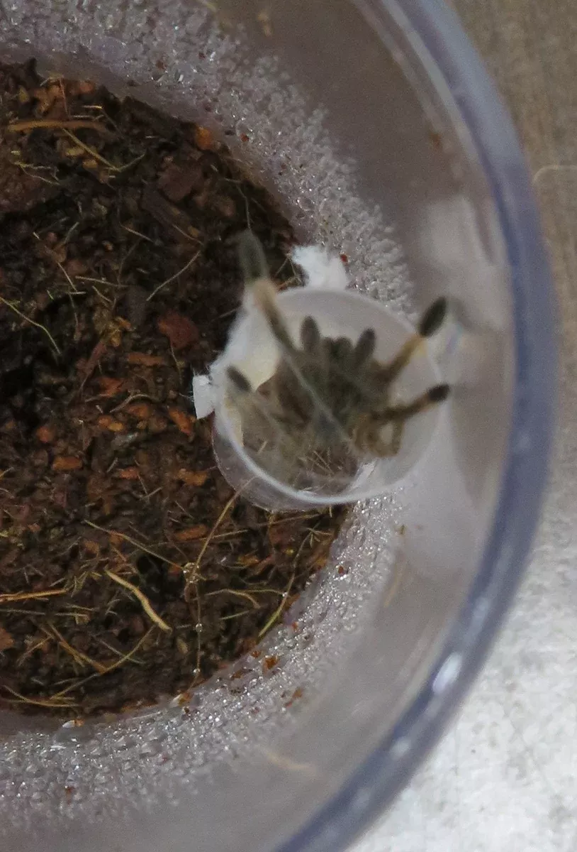 Trinidad Olive Tarantula