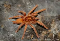 Trinidadian Dwarf Gold