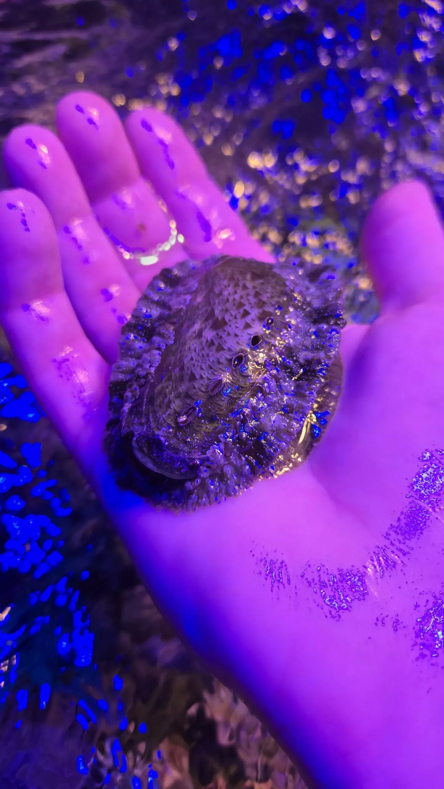 Tropical Abalone