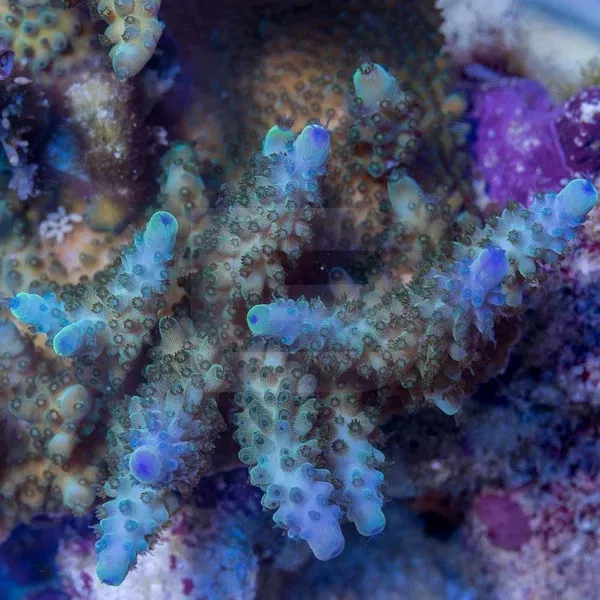 Tubs Mystic Blue Stag