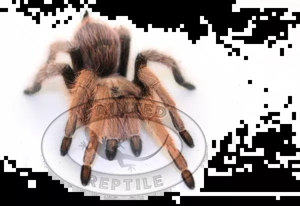 Tucson Blonde Tarantula