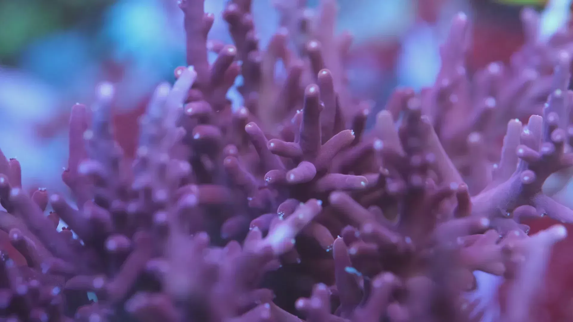Tyree Red Dragon Acropora