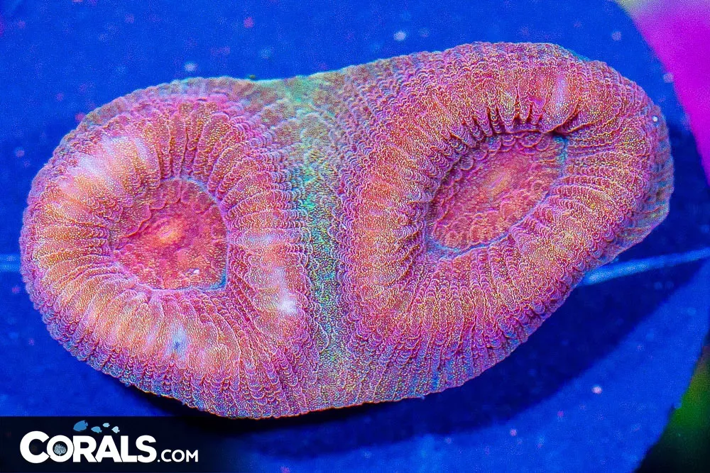 ULTRA Fluted Moon Coral Frag