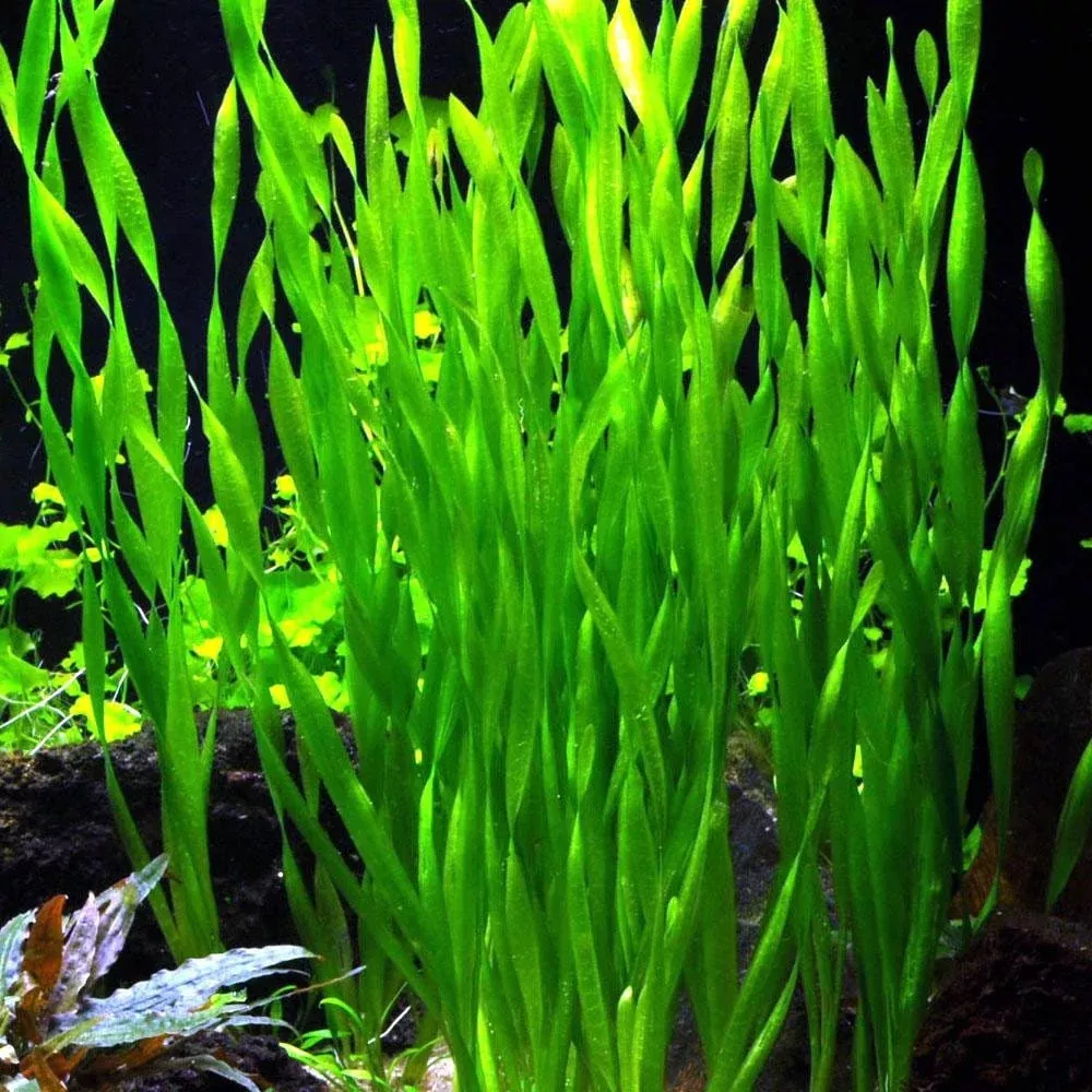Vallisneria - Americana