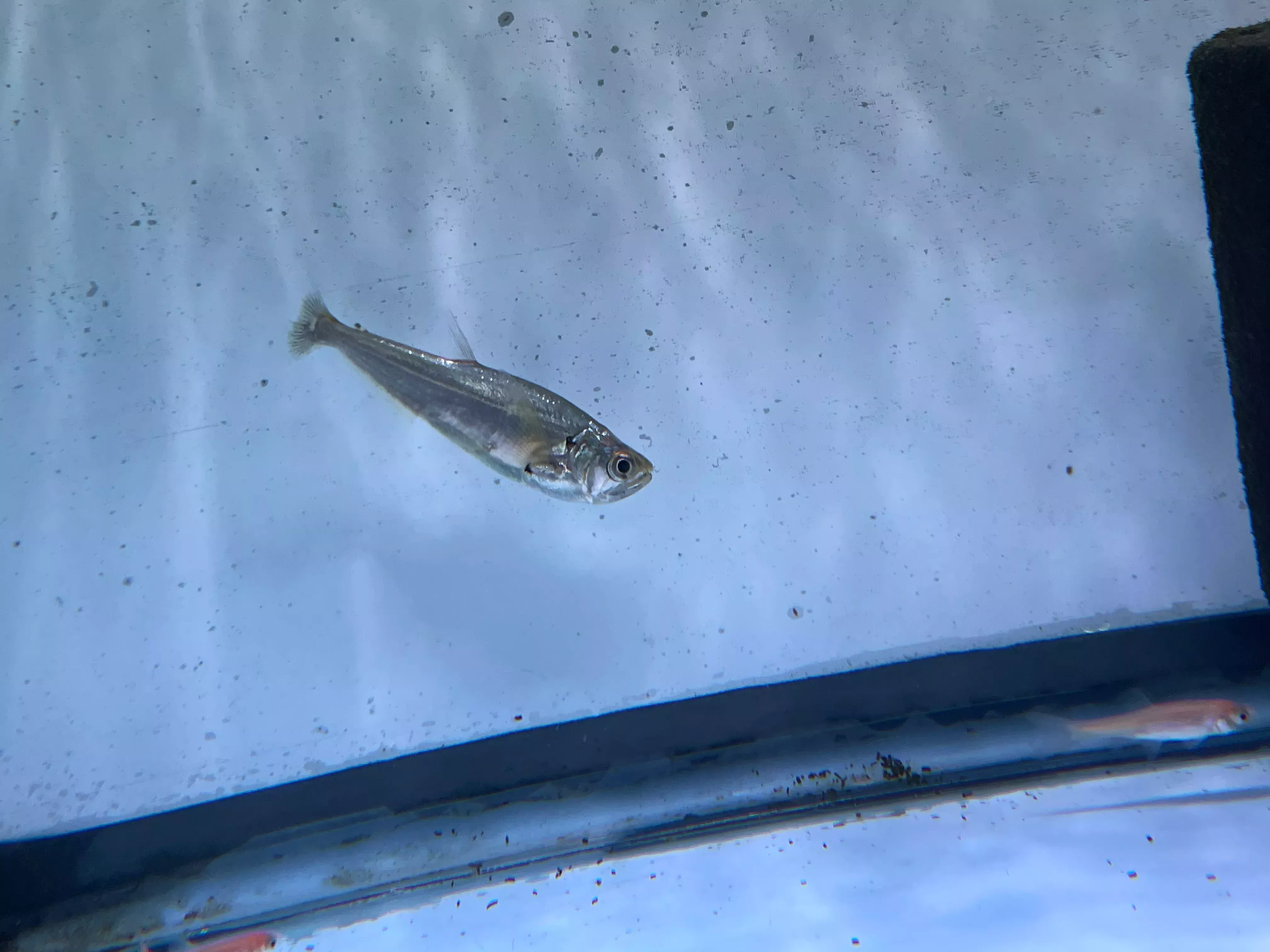 Vampire Tetra ( Hydrolycus scomberoides )