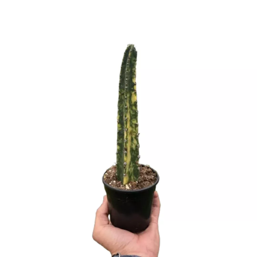 Variegated Blue Candle Cactus
