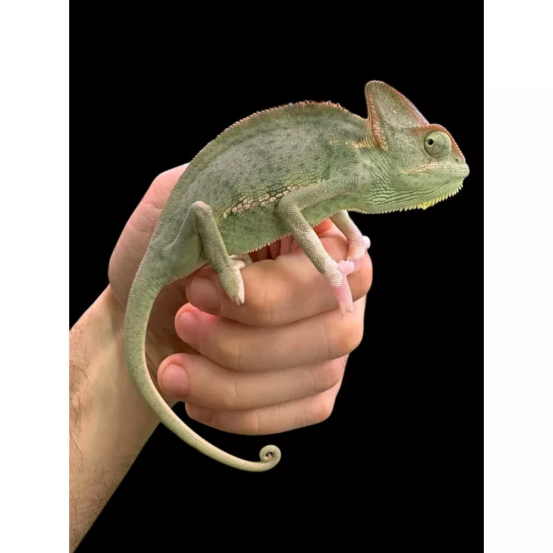 Veiled Chameleon (Low Expression Translucent – Juvenile)