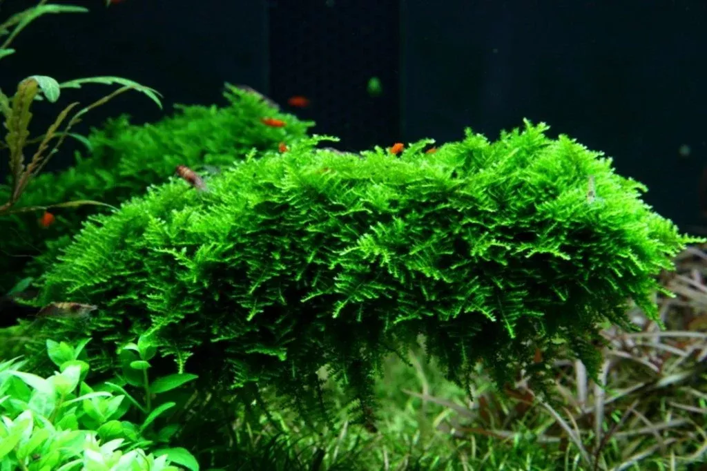 Vesicularia Dubyana Moss