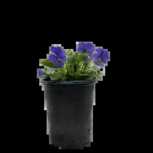 Viola