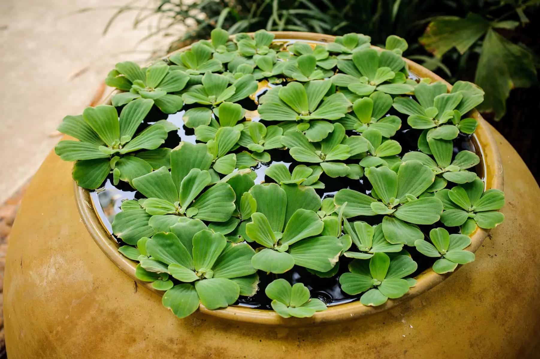 Water Lettuce