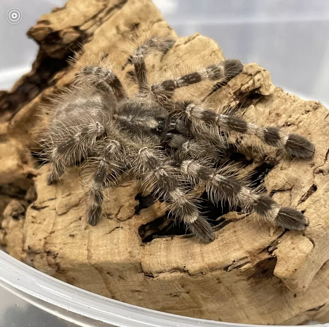 Wessel's Tiger Spider