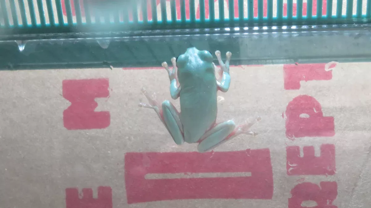 White's Tree Frog Babies