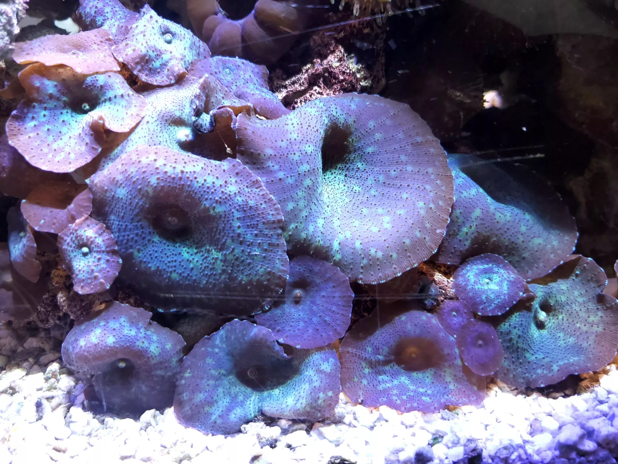 white spotted green mushroom