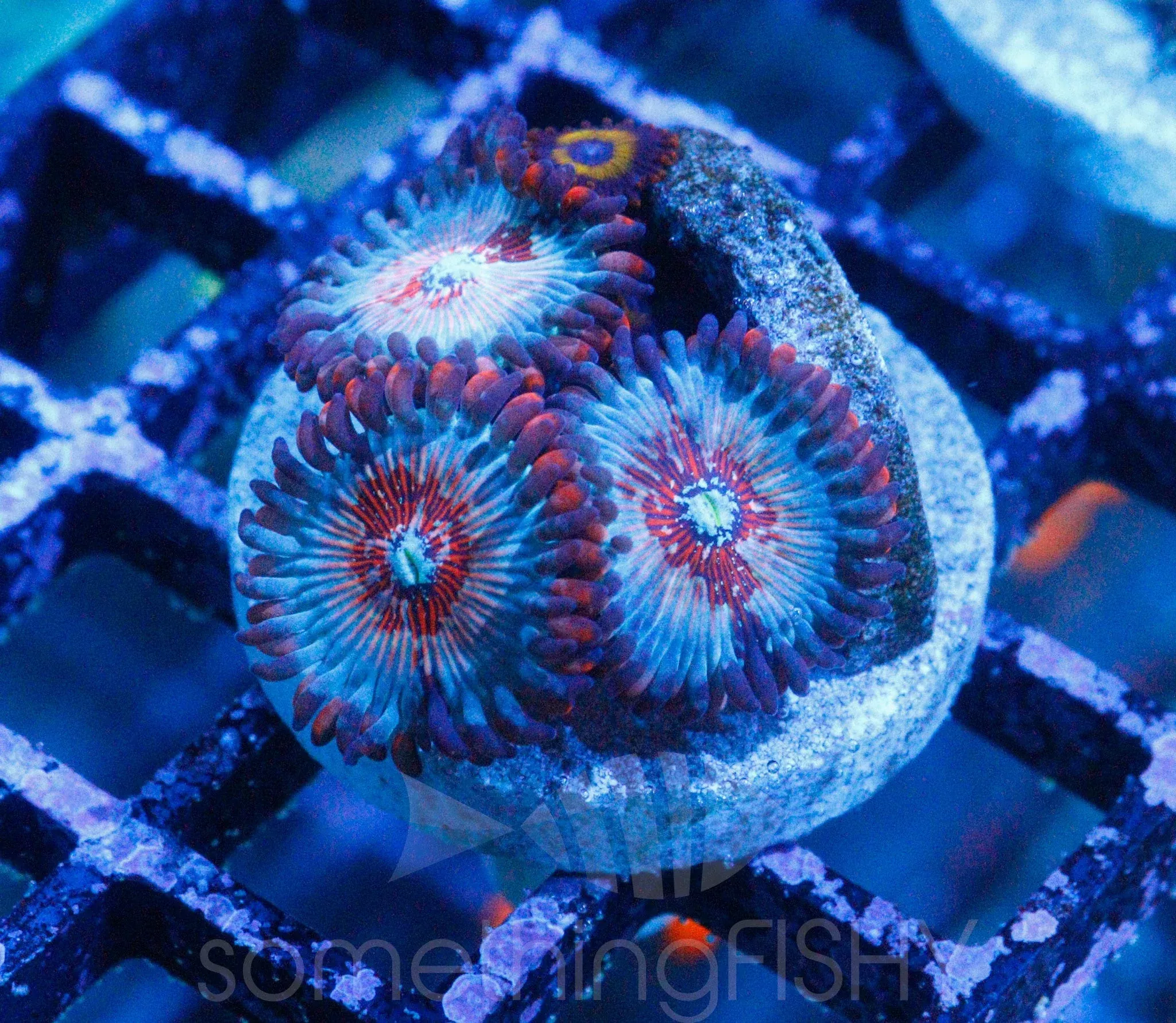 White Zombie Paly/Zoa